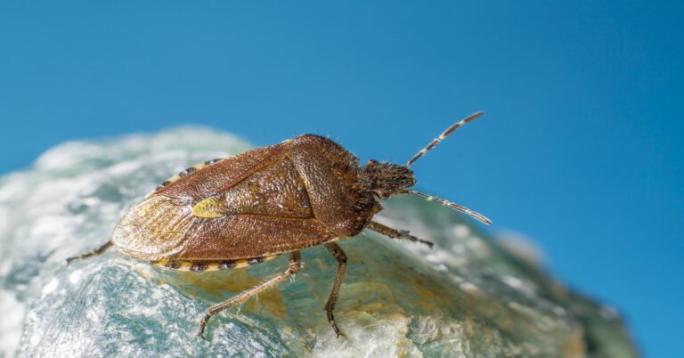 Top Signs of Bed Bugs in Your Home Or Apartment